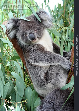 
                Bär, Koala                   