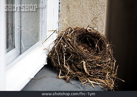 
                Nest, Vogelnest                   
