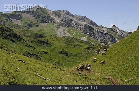 
                Kuhherde, Urner Alpen                   