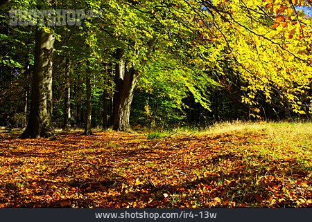 
                Wald, Herbst, Herbstlaub                   