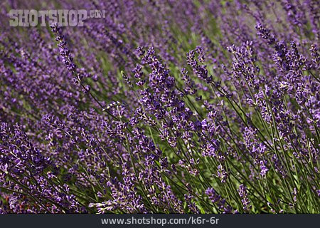 
                Lavender, Lavender Field                   
