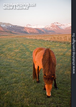 
                Pferd, Island, Islandpferd                   