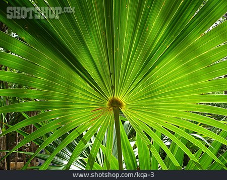 
                Tropisch, Palmblatt, Fächer                   