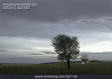 
                Baum, österreich, Gumpoldskirchen, Weingarten                   