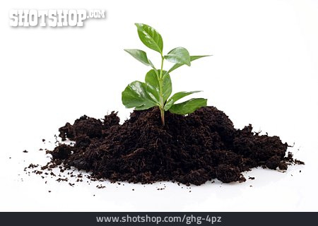 
                Pflanze, Wachstum, Pflanzenaufzucht                   