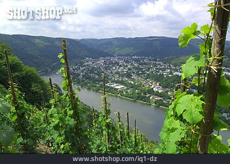 
                Weinberg, Weinanbaugebiet, Moseltal, Traben-trarbach                   