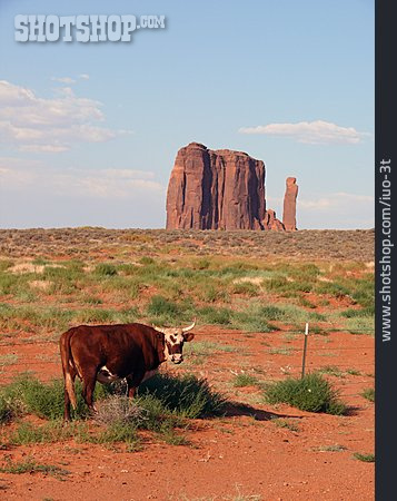 
                Monument Valley, Navajo-nation-reservation                   
