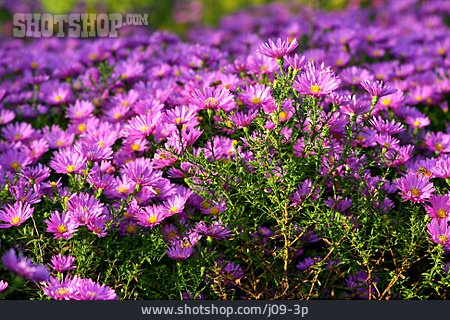 
                Aster                   