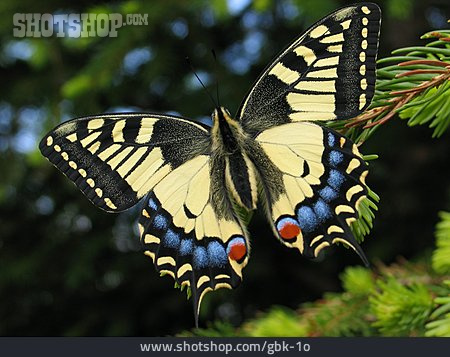 
                Butterfly, Common Yellow Swallowtail                   