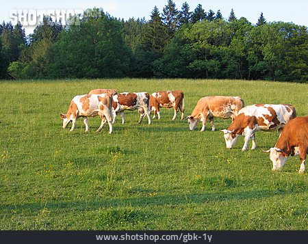 
                Cow, Pasture, Cattle                   