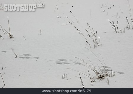 
                Schnee, Tierspur, Hasenspur                   
