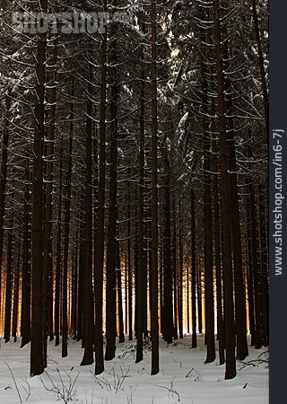 
                Wald, Winterlich                   