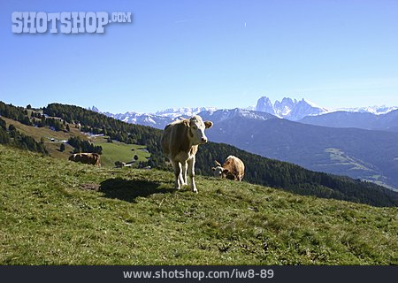 
                Kuh, Berglandschaft, Südtirol                   