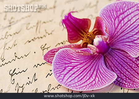 
                Romantik, Schrift, Nostalgisch, Orchideenblüte                   