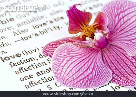 
                Romantik, Schrift, Orchideenblüte                   