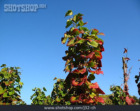 
                Herbstlaub, Weinrebe                   