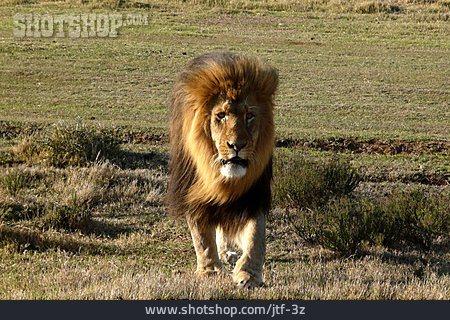 
                Bedrohlich, Löwe, Südafrika                   