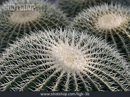 
                Kaktus                   