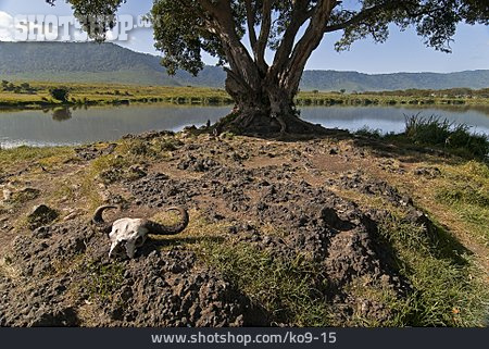 
                Tierschädel, Serengeti, Tansania                   