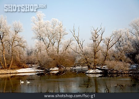 
                Winter, Ufer, Rhein                   