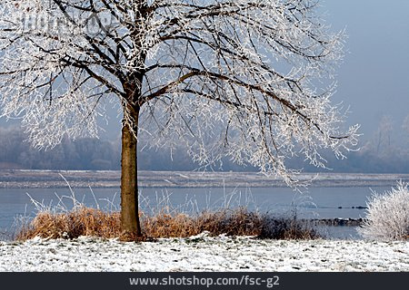 
                Baum, Frost, Rhein                   