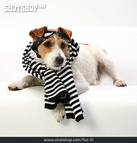
                Parson Russell Terrier, Verkleidet, Humor & Skurril                   