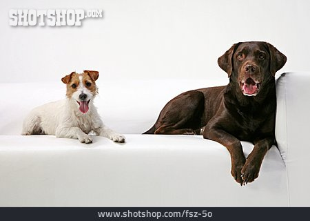 
                Parson Russell Terrier, Brauner Labrador                   