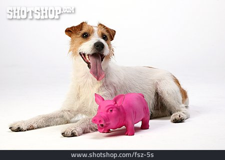 
                Pink, Schwein, Parson Russell Terrier, Hundespielzeug                   