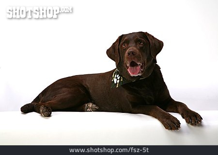 
                Labrador, Tierporträt, Brauner Labrador                   