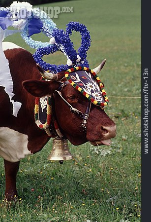 
                Tradition, Kuh, Kopfschmuck, Almabtrieb                   