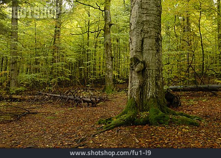 
                Wald, Laubwald, Waldboden                   