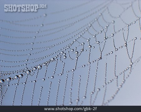 
                Spider Web, Dew                   
