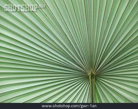 
                Palmblatt, Palmfächer                   
