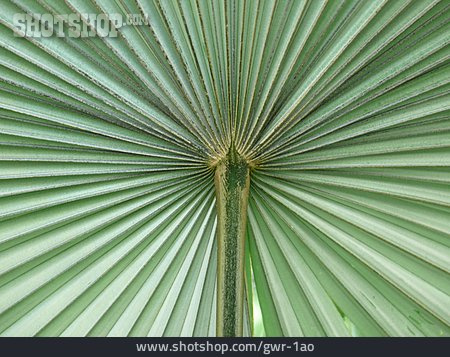
                Palmblatt, Palmfächer                   