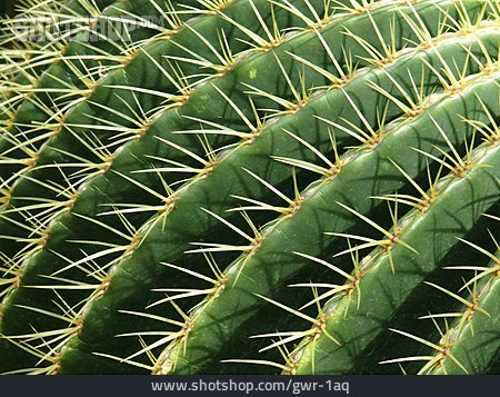 
                Kaktus, Stachelig                   