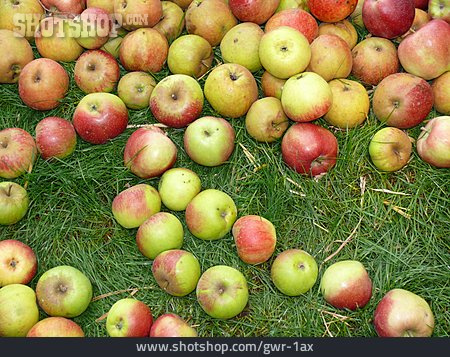 
                Apfel, Apfelernte, Viele                   