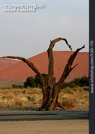 
                Namibia, Sossusvlei, Namib, Trockenholz                   