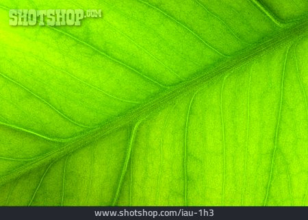 
                Hintergrund, Blattader, Grün, Blattstruktur, Pflanzenblatt                   