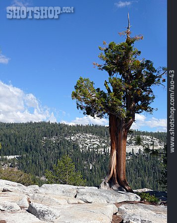 
                Yosemite-nationalpark, Riesenmammutbaum                   