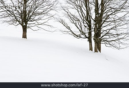 
                Baum, Winterlandschaft, Schnee                   