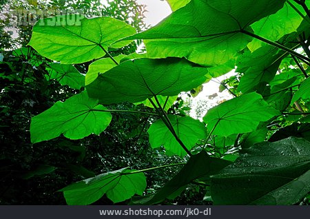 
                Pflanzenblatt, Blauglockenbaum                   