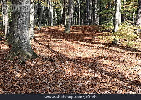 
                Wald, Herbst, Laub                   