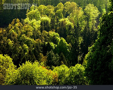 
                Wald, Pfälzerwald                   