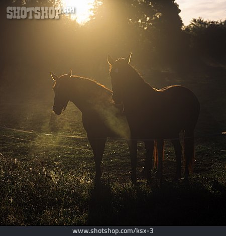 
                Sunrise, Rural Scene, Horse, Morning Mood                   