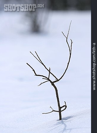 
                Zweig, Schnee, Kahl                   