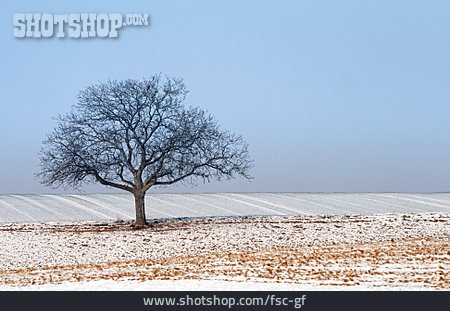 
                Tree, Field, Winter                   