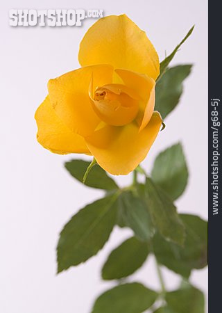 
                Gelbe Rose                   