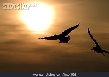 
                Flying, Bird, Seagull                   