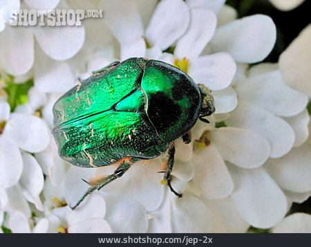 
                Käfer, Goldglänzende Rosenkäfer                   