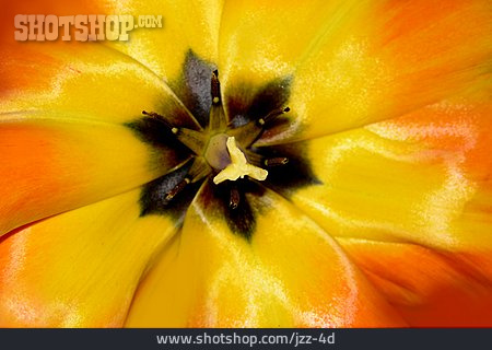 
                Tulpe, Blütenstempel, Staubgefäß                   